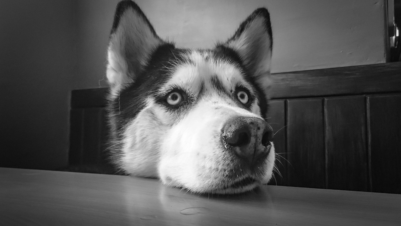 siberian husky, husky, pet, animal, dog, gray dog