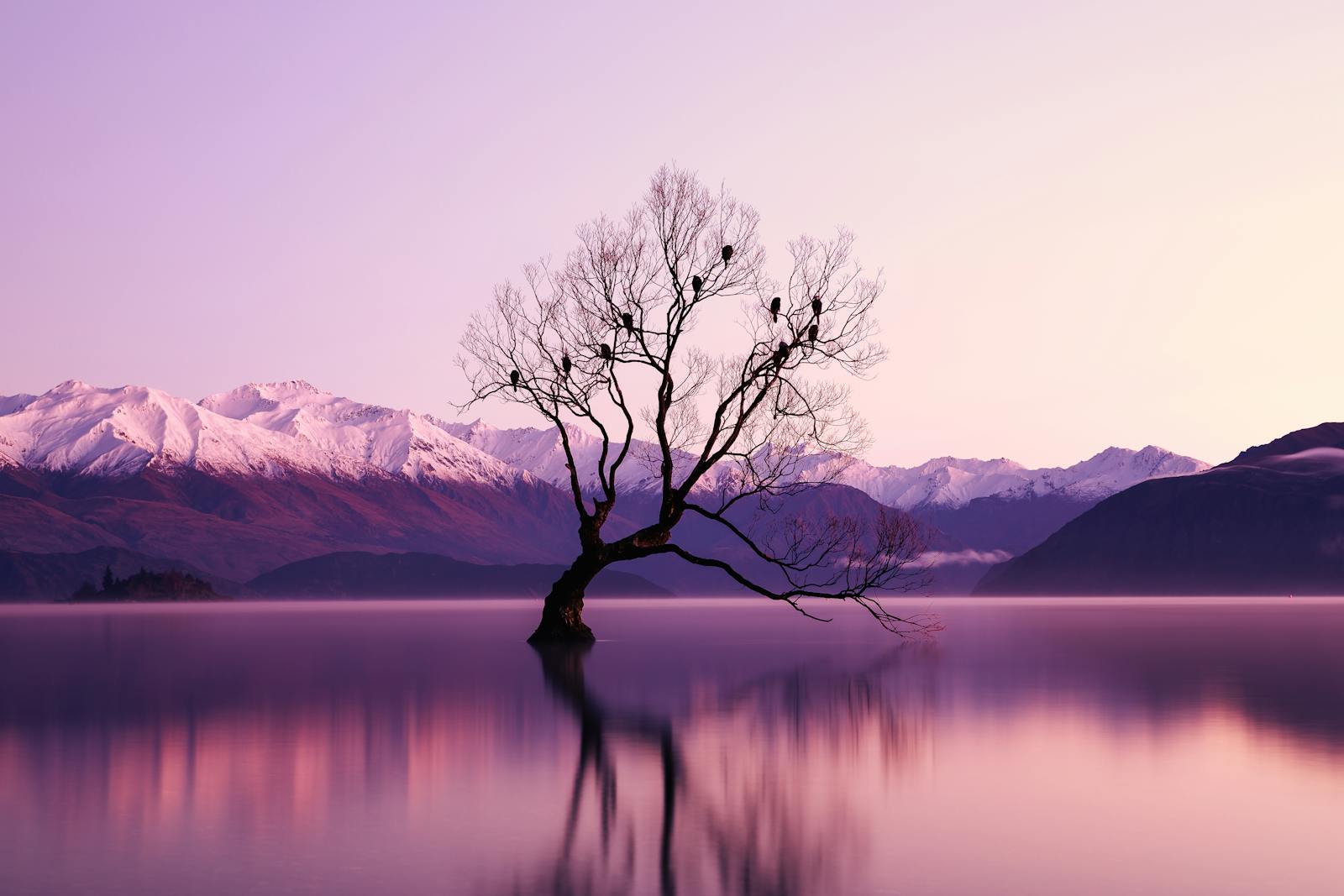 A serene landscape at dawn featuring a lone tree in a lake against snow-capped mountains.