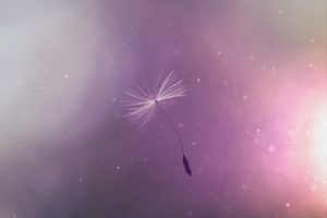 dandelion, umbrella, flying