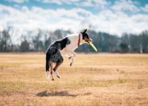 dog, fetch, disc, catch, play, frisbee, jump, pet, nature, animal, canine, portrait, outdoors