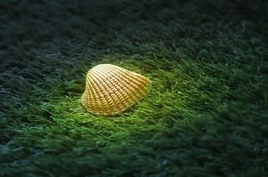 sea shell, oyster, shell, close-up, golden, sea, grass, magic, glow, mystic, lucky, peace, calm, winner, nature, gold, trophy, wild, night, dark, mystery, clue, luck, curved, snail, rough