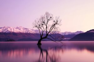 A serene landscape at dawn featuring a lone tree in a lake against snow-capped mountains.