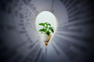 green plant in white ceramic pot
