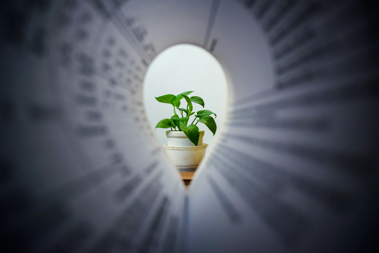 green plant in white ceramic pot