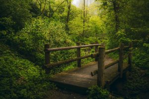 A tranquil wooden bridge amidst lush green forest in Milwaukee.